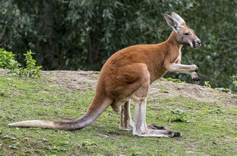 How The Kangaroo Evolved With A Quick Jump Cosmos Magazine