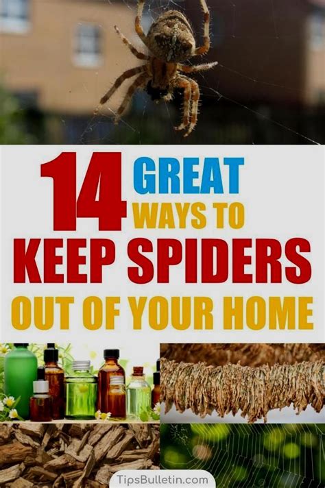How To Stop Spiders Coming In The House Food Culinary