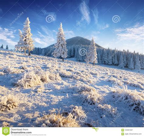 Sunny Winter Morning In Mountain Forest With Snow Covered Fir Tr Stock