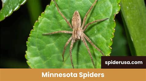 Common And Venomous Spiders In Minnesota Spider Identification Mn