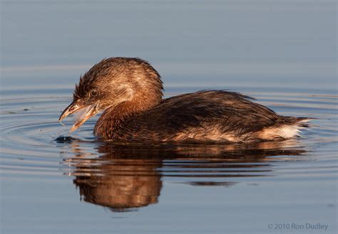 Why Grebes Eat Feathers Feathered Photography