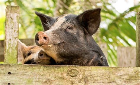 14 Pics Thatll Make You Want To Kiss A Pig On The Snout Chooseveg