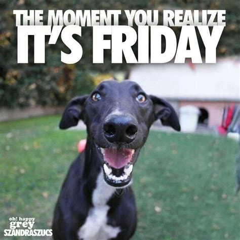 This Is My Friday Face Friday Dog Greyhounds Funny Dog Quotes