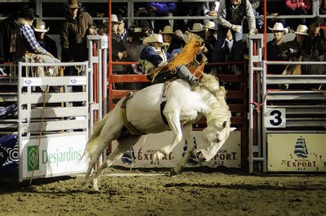 Hd Wallpaper Contest Livestock Rodeo Cavalry Stadium Sport