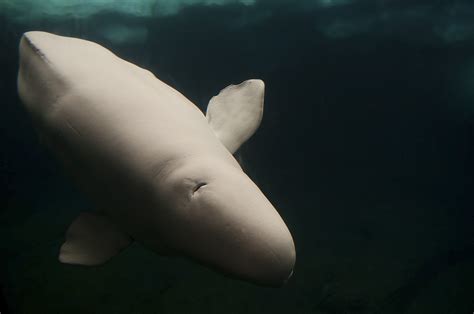 Delphinapterus Leucas Beluga Seaworld San Diego Usa Flickr