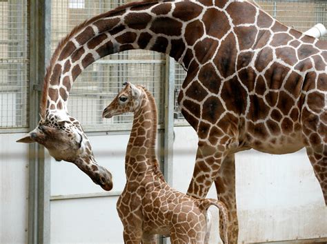 Giraffes Being Considered For Endangered Species List Us Fish And