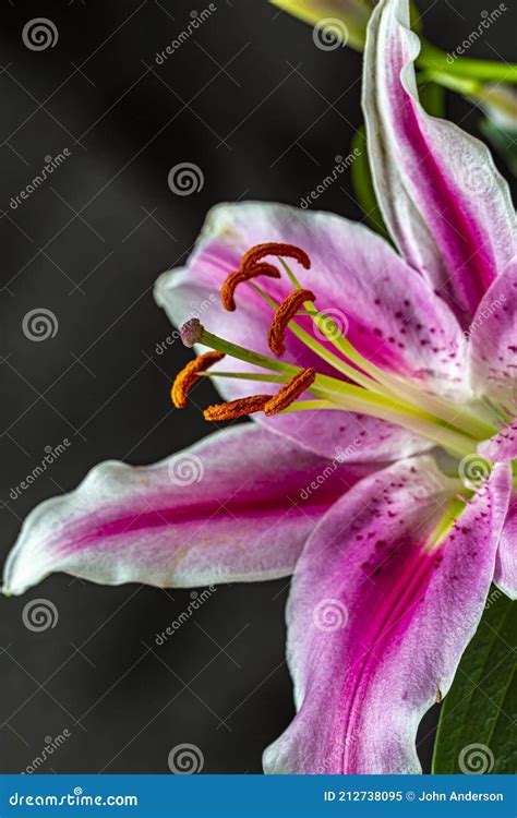 Stargazer Lily On Black Background Stock Image Image Of Pink Lily