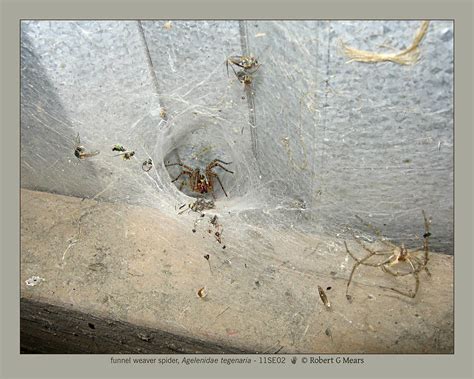 Funnel Weaver Spider Agelenidae Tegenaria 11se02 Photograph By