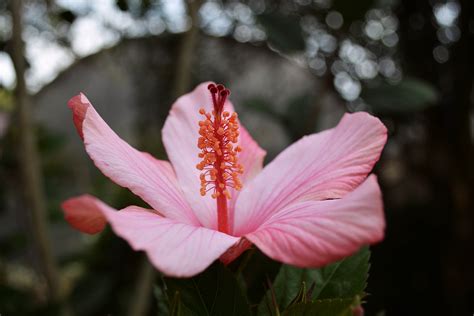 무료 이미지 꽃잎 빨간 식물학 담홍색 플로라 닫다 관목 히비스커스 매크로 사진 꽃 피는 식물 육상 식물 6000x4000 33714 무료