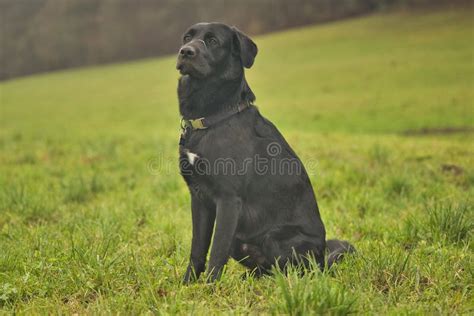 Black Romanian Raven Shepherd Dog On A Field At The Edge Of The Forest