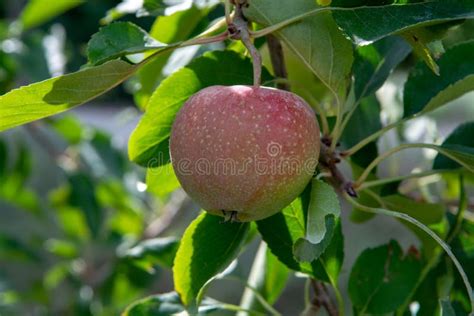 New Harvest Of Healthy Fruits Ripe Sweet Pink Apples Growing On Apple