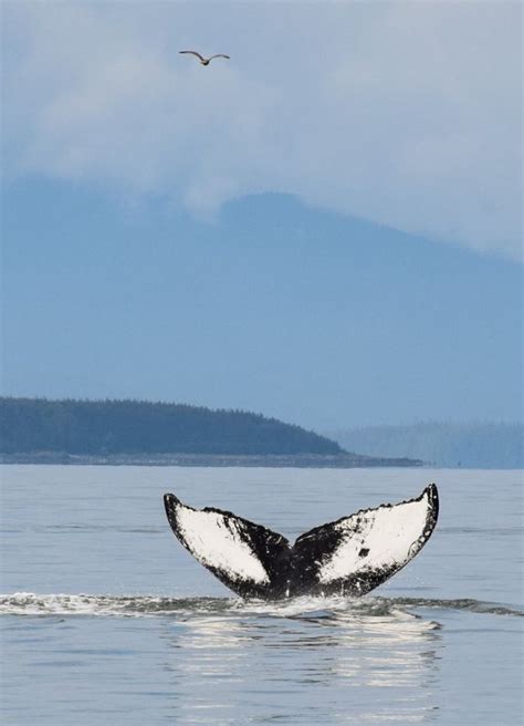 Whale Watching In Juneau Alaska Its Prime Summer Season For