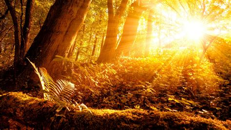 Forest With Sunbeam 4k 5k Hd Nature Wallpapers Hd Wallpapers Id 65637
