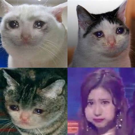 Sad Cat Meme Pfp