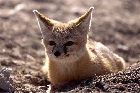 17 Types Of Desert Animals That Burrow Wildlife Informer