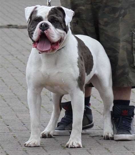 It is a very powerful, muscular breed with large head and brachycephalic muzzle. Alapaha Blue Blood Bulldog Info, Temperament, Puppies ...