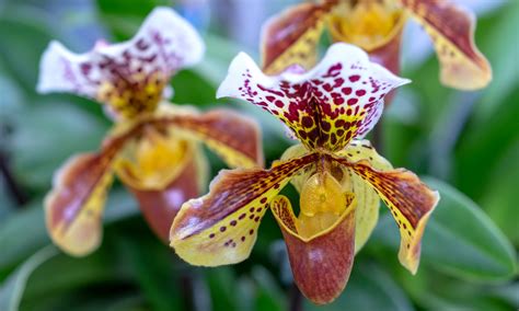 Explore The Diversity Of Orchids A Comprehensive Guide To Different Types Weston Sunrise And