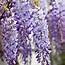 Buy Chinese Wisteria Sinensis Delivery By Waitrose Garden In 