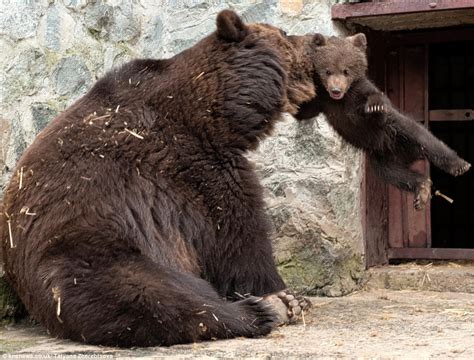 Discipline Mummy Bear Style Cub Given Roar Of Disapproval Before