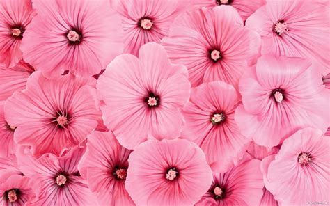Pink Flower Wallpaper Background 55 Images