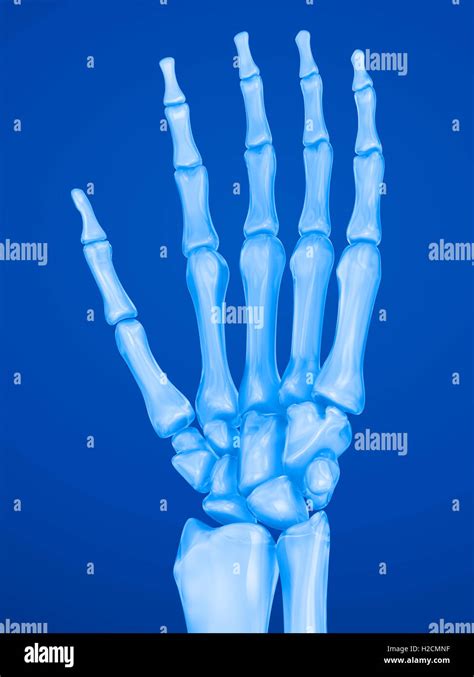 Human Wrist Anatomy Xray View Medically Accurate 3d Illustration