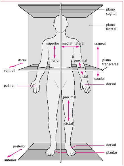 Diagnostico X Términos Direccionales De Anatomía