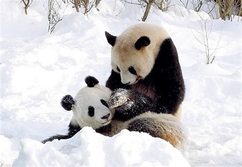 Very Sweet And Cute Animals 20 Wonderful Pictures Of Animals In The Snow