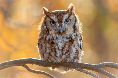 1304660 Owl Hd Rare Gallery Hd Wallpapers