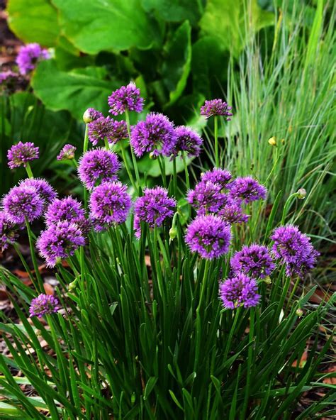 Allium Millennium Has Been Given The Award For Best Perennial Of The