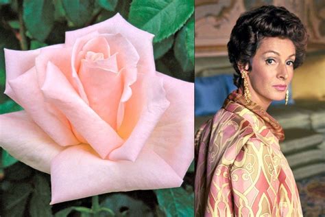 16 Flowers Named For Celebrities Hybrid Tea Roses Tea Roses Rose
