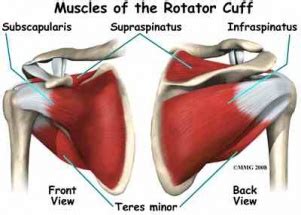 Many muscles derive their names from their anatomical region. Rotator Cuff - Physiopedia