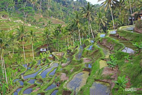 Tegalalang Rice Fields Ubud Bali Indonesia Travagsta