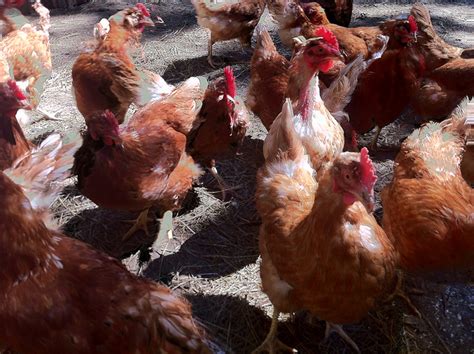 Getting Kinky With Chickens Center For Global Development Ideas To