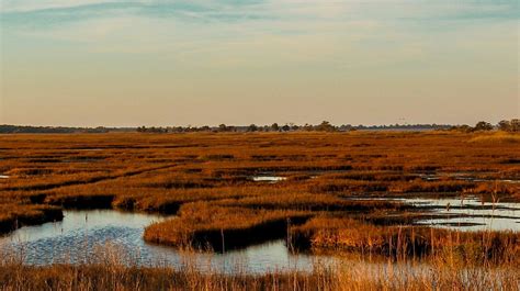 11 Facts About Salt Marshes And Why We Need To Protect Them