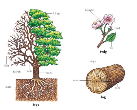 Wood Noun Definition Pictures Pronunciation And Usage Notes