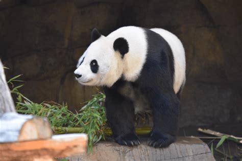 Are Pandas Dangerous? Are They As Cuddly As They Seem?
