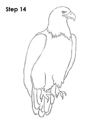 How To Draw A Bald Eagle Video And Step By Step Pictures
