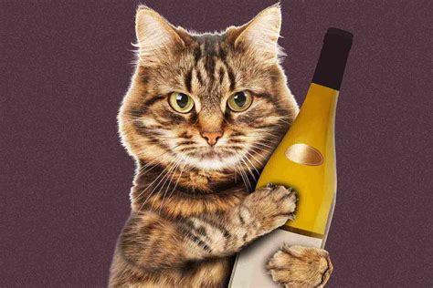 Purr Fect Pairing Cats And Wineries Create ‘win Win Situation’ Wine Enthusiast