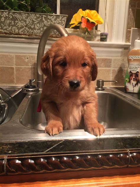 Please read and understand our contract before requesting a puppy. Bath Time for the golden retriever puppies! # ...