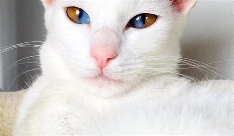 Cats Eyes Always Dilated Reddit Care About Cats