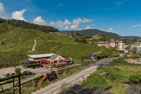 These stays are highly rated for location, cleanliness, and more. Peony Square, Cameron Highlands, 59 Kuala Terla, Cameron ...