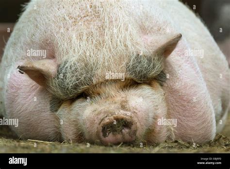 Fat Pig High Resolution Stock Photography And Images Alamy