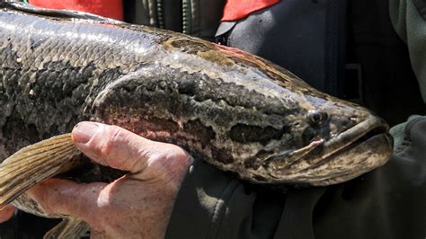 Invasive Fish Species Discovered In Virginia Reservoir Wset