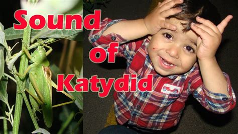 Katydid Singing Kid Playing At Night Relaxing Nature Sounds Kids
