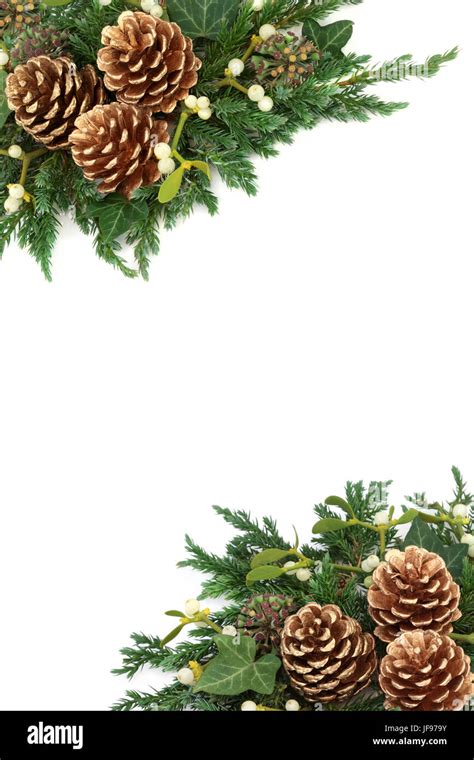 Christmas Background Border With Gold Pine Cones Mistletoe Cedar
