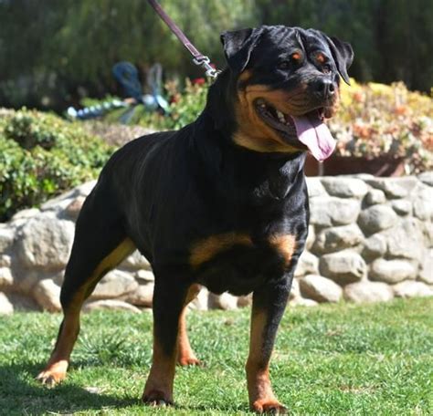 We are pure bred german rottweiler breeders with puppies for sale. German Rottweiler Puppies For Sale - Von Ruelmann Rottweilers inc : Other | Rottweiler puppies ...