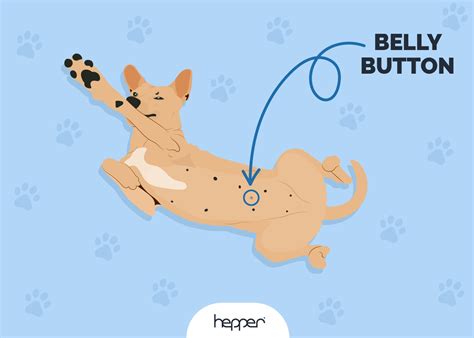 Do Dogs Have Belly Buttons According To Science Hepper