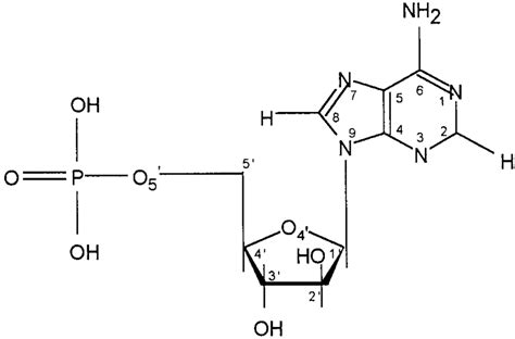 Amp Molecule