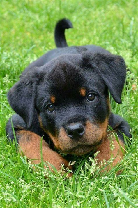 Rottweiler Baby Animals Cute Animals Cute Baby Dogs