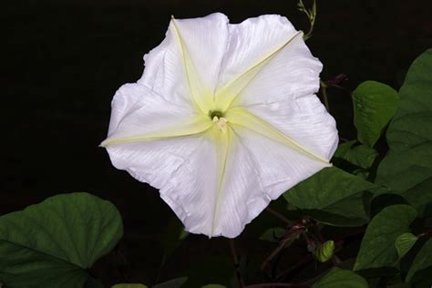 Are moon flowers illegal : Moon Flower Stock Photo - Download Image Now - iStock